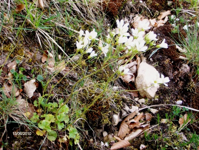 Saxifraga granulata / Sassifraga granulosa